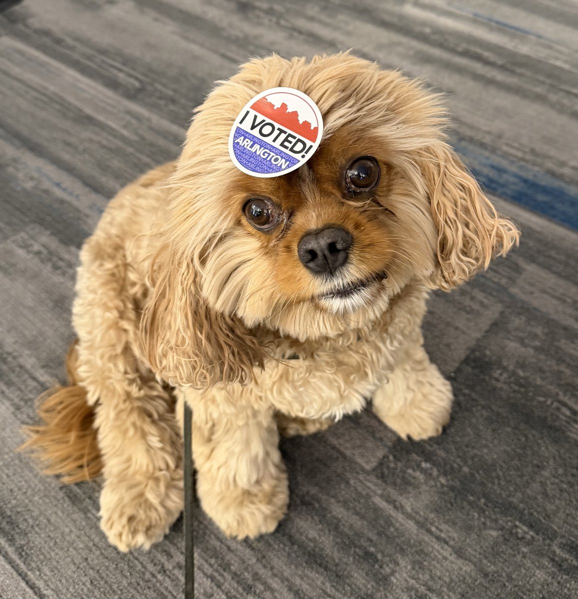 rebeccawetteman's tweet image. After doing his civic duty this week, Patrick is ready for a relaxing weekend.

#PatrickFriday #Dogs #DogMom #DogsOfX #WeekendVibes