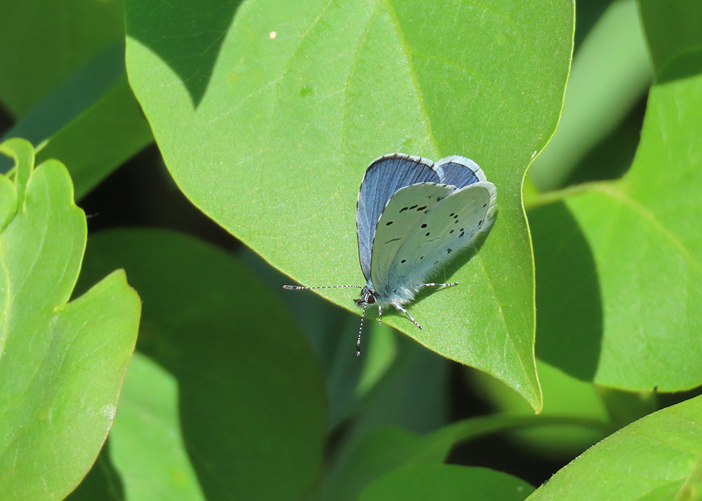 boerinhendrika's tweet image. Het is al heel wat jaren geleden dat ik hier voor het laatst een #boomblauwtje zag.

#dagvlinders #insecten #insectenopdeboerderij 
#boerennatuur💚
#gangbare_landbouw🍀