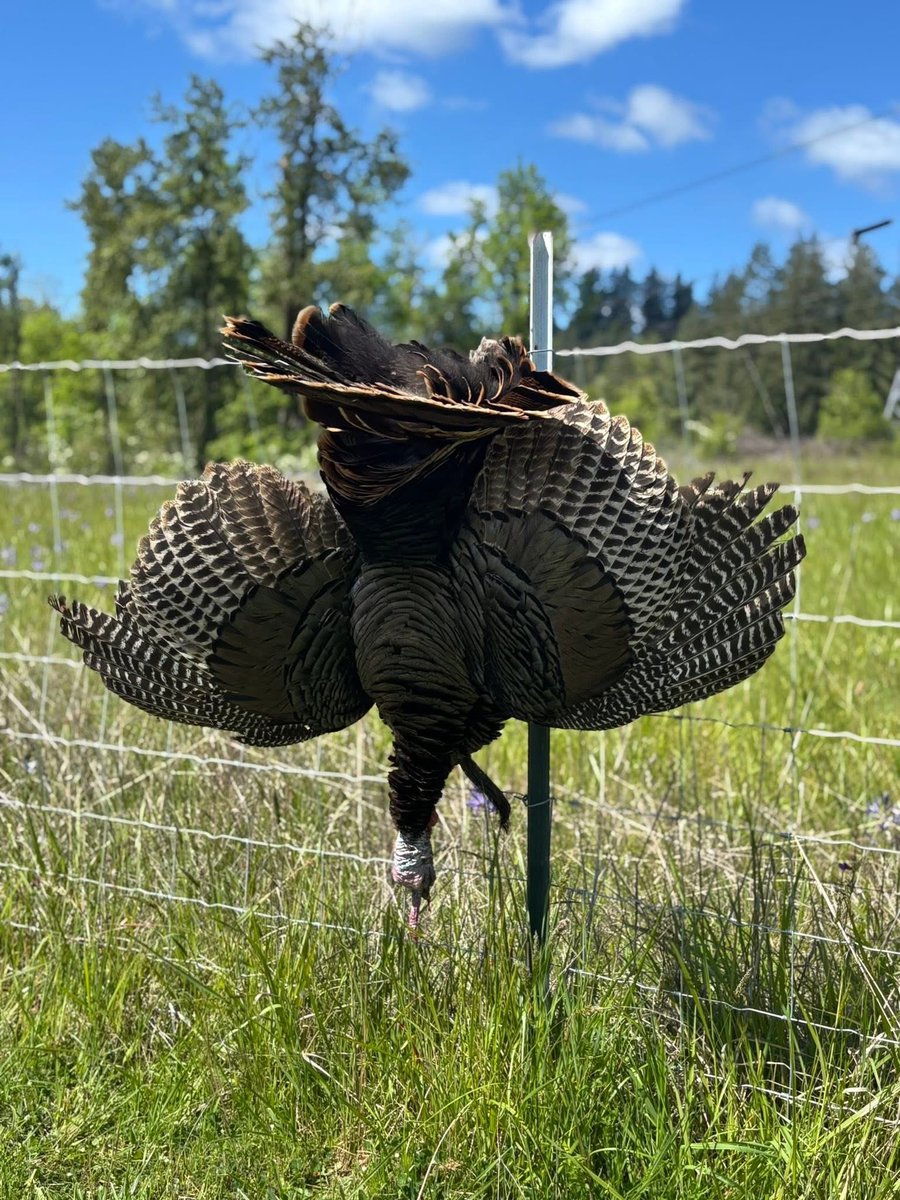 CrimsonHardHat's tweet photo. Early bird gets the worm #turkeydown https://t.co/QhfVWqf8Bc