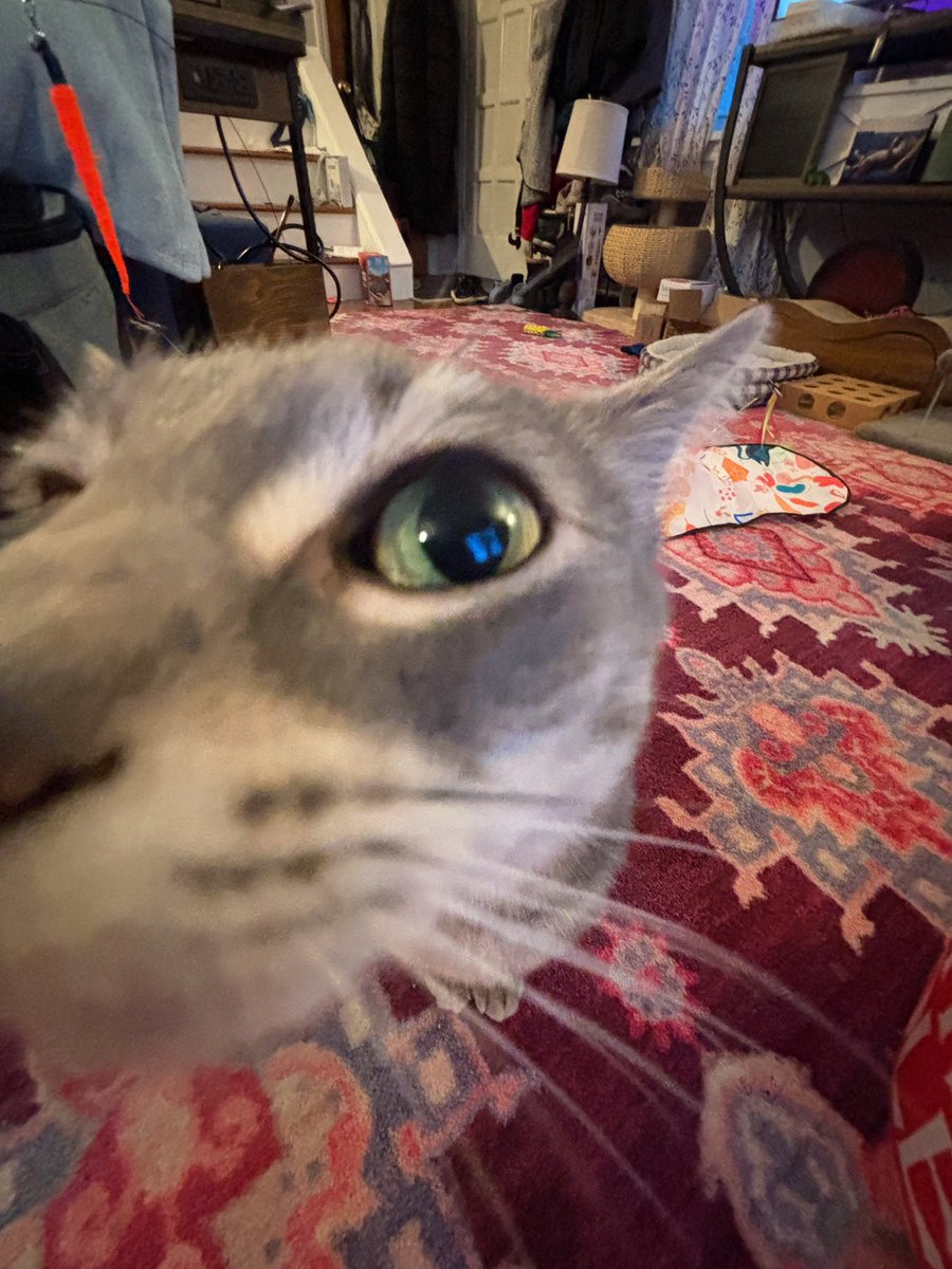 Pickles_nOlive's tweet image. I NOSE 🐽 I smelled Furriday 😼😻😝🥳🥒🫒💚

#furriday #fridayface #fridayfeeling