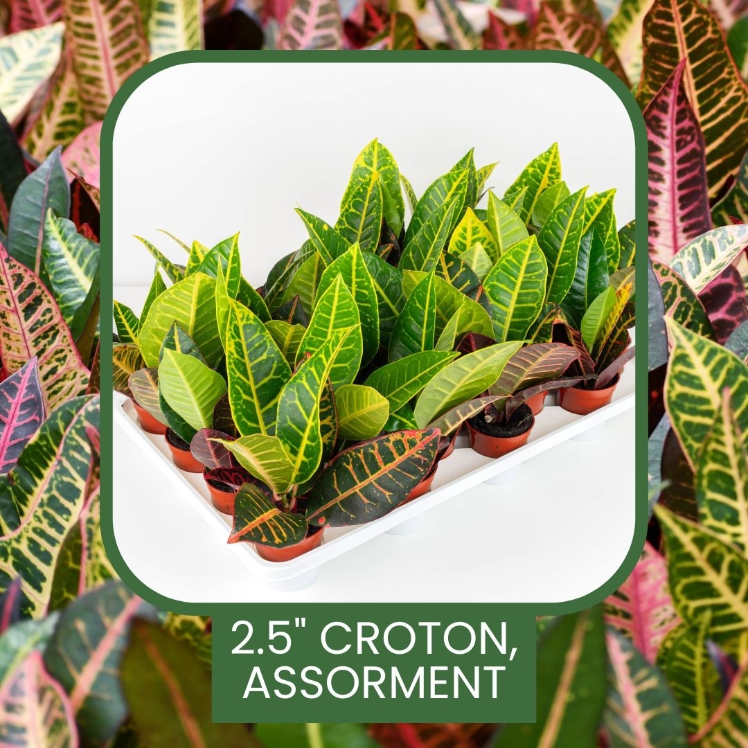 Small size, big personality 🌿✨
These 2.5" crotons are all about colour!
🌿 Fun facts
• Crotons change colour intensity depending on light. More light = More vibrant foliage

#Crotons #TropicalPlants #WholesalePlants #Colasantifarmsltd #Colasantifarms