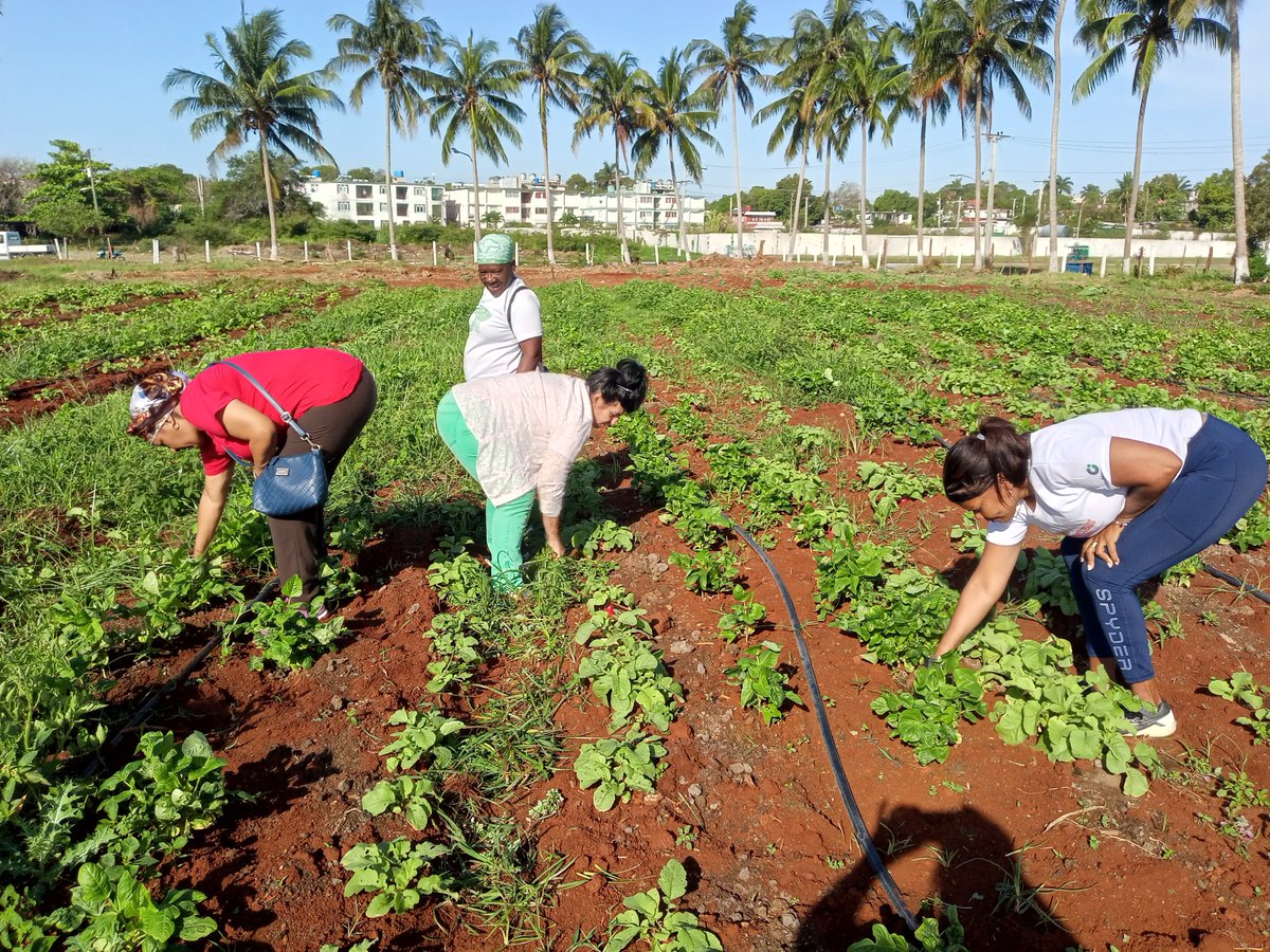 Los trabajadores del @Ministerio del Comercio Interior, en jornada de trabajo productivo desde el Organoponico de Cojimar.
#LaPatriaSeDefiende