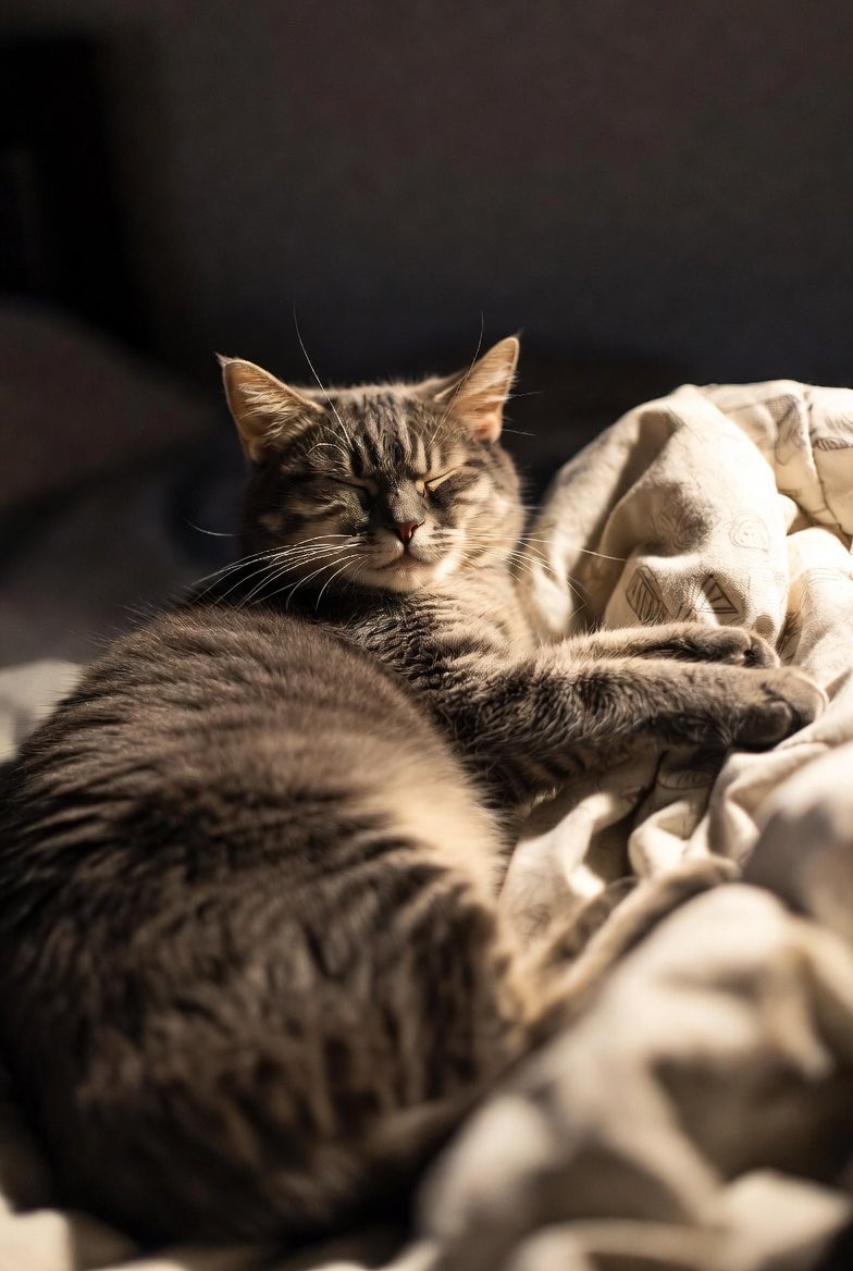 としかずdelivery🐸🥫🛵 tweet media