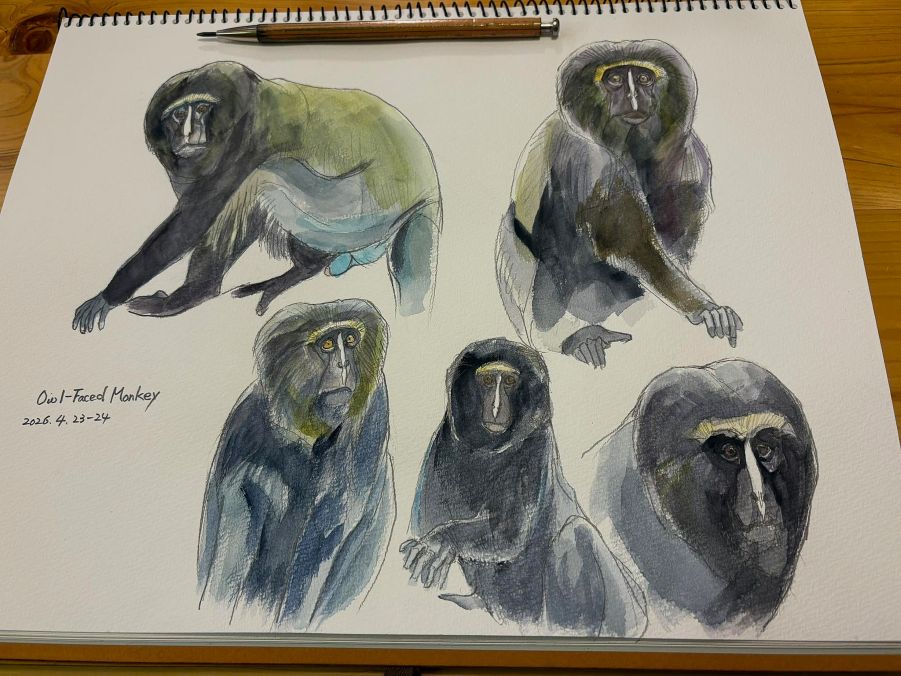 haiiromizunagi's tweet photo. いつもの所ⅠとⅡで #フクロウグエノン #OwlFacedMonkey #HamlynsMonkey #Monkey #Cercopithecus #Cercopithecidae #Haplorhini #Primates を #スケッチ #ドローイング #大人の鉛筆 で描き #水彩 で着色。昨日の続きで、目についたものを参考に描いてみた。右下の顔アップの顔が気に入った。難しいね‥ https://t.co/Z8SWy15DbV