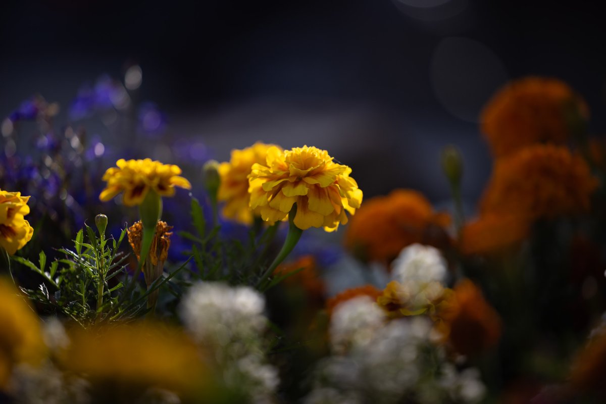 Tina Quillen Photography tweet media