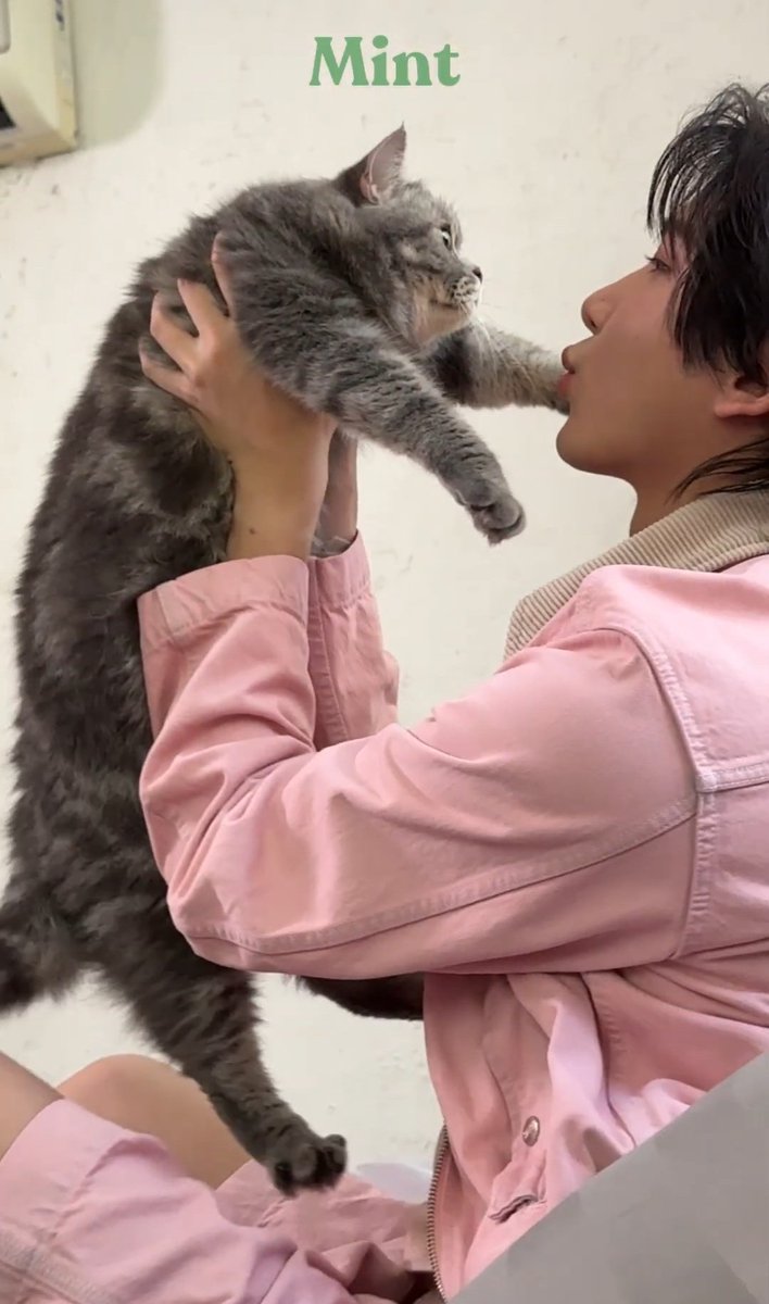 ✧/ᐠ-ꞈ-ᐟ\🌾 tweet media