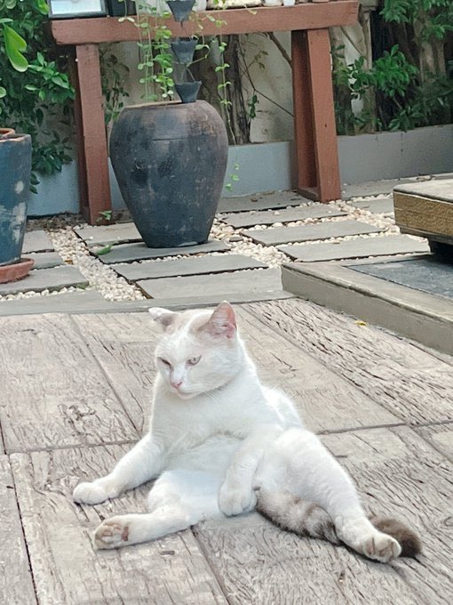 勝手にタイ観光局🇹🇭 tweet media