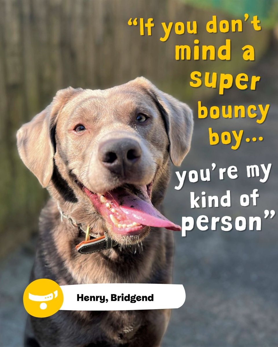 Henry is full of fun energy and enthusiasm 💛 He'd love an active home with a family who are around for most of the day.

Like this post if you think Henry deserves a forever home!

Henry is on foster at <a href="/DT_Bridgend/">DogsTrust Bridgend</a>📍
bit.ly/41R9TW8