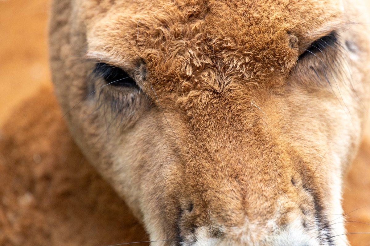 豆目(まめめ) tweet media