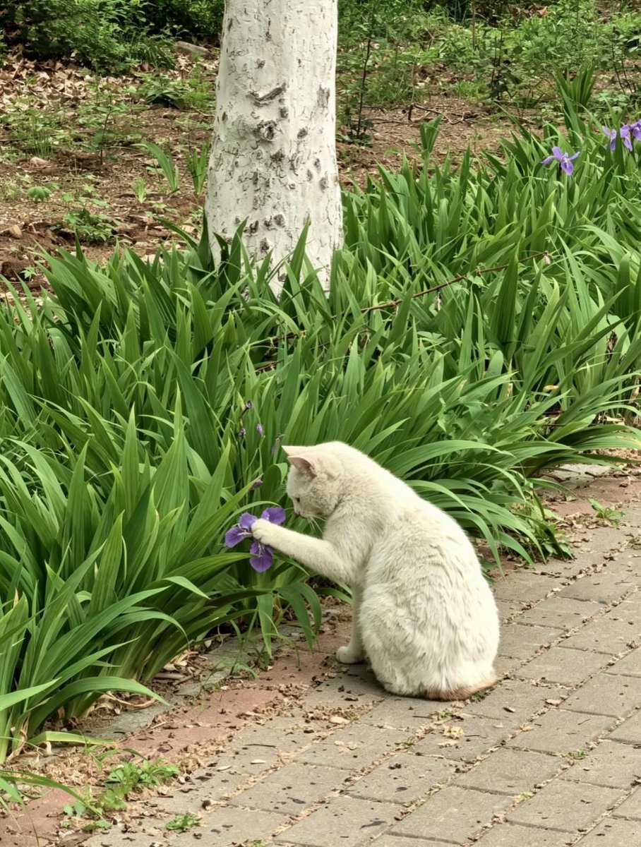 Purely Green tweet media