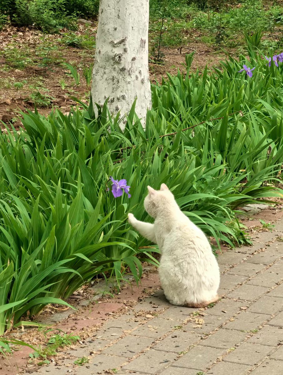 Purely Green tweet media