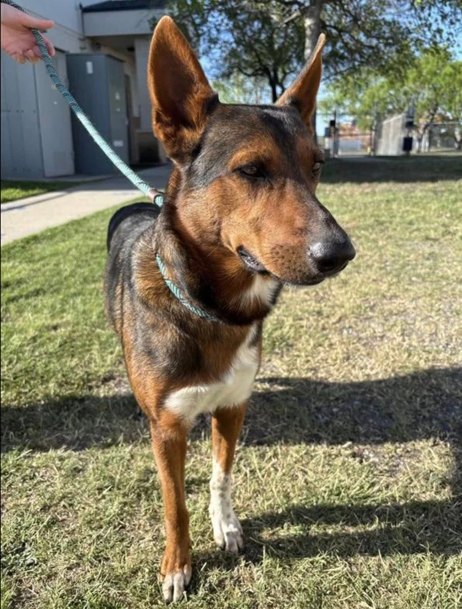 SamfromSpain's tweet image. RED #A387011, found in homeless encampment w/dislocated toes on back left foot &amp;amp; scars on same leg
Only 3yo,his life hasn’t been easy
Time 2 change that &amp;amp; get him the vet care he needs &amp;amp; a❤️🏠 be4 Corpus Christi AC euth him!
Plz PLEDGE 4 #RESCUE
#ADOPT
He’ll be forever grateful!
