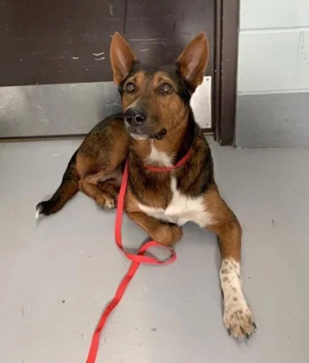 SamfromSpain's tweet image. RED #A387011, found in homeless encampment w/dislocated toes on back left foot &amp;amp; scars on same leg
Only 3yo,his life hasn’t been easy
Time 2 change that &amp;amp; get him the vet care he needs &amp;amp; a❤️🏠 be4 Corpus Christi AC euth him!
Plz PLEDGE 4 #RESCUE
#ADOPT
He’ll be forever grateful!
