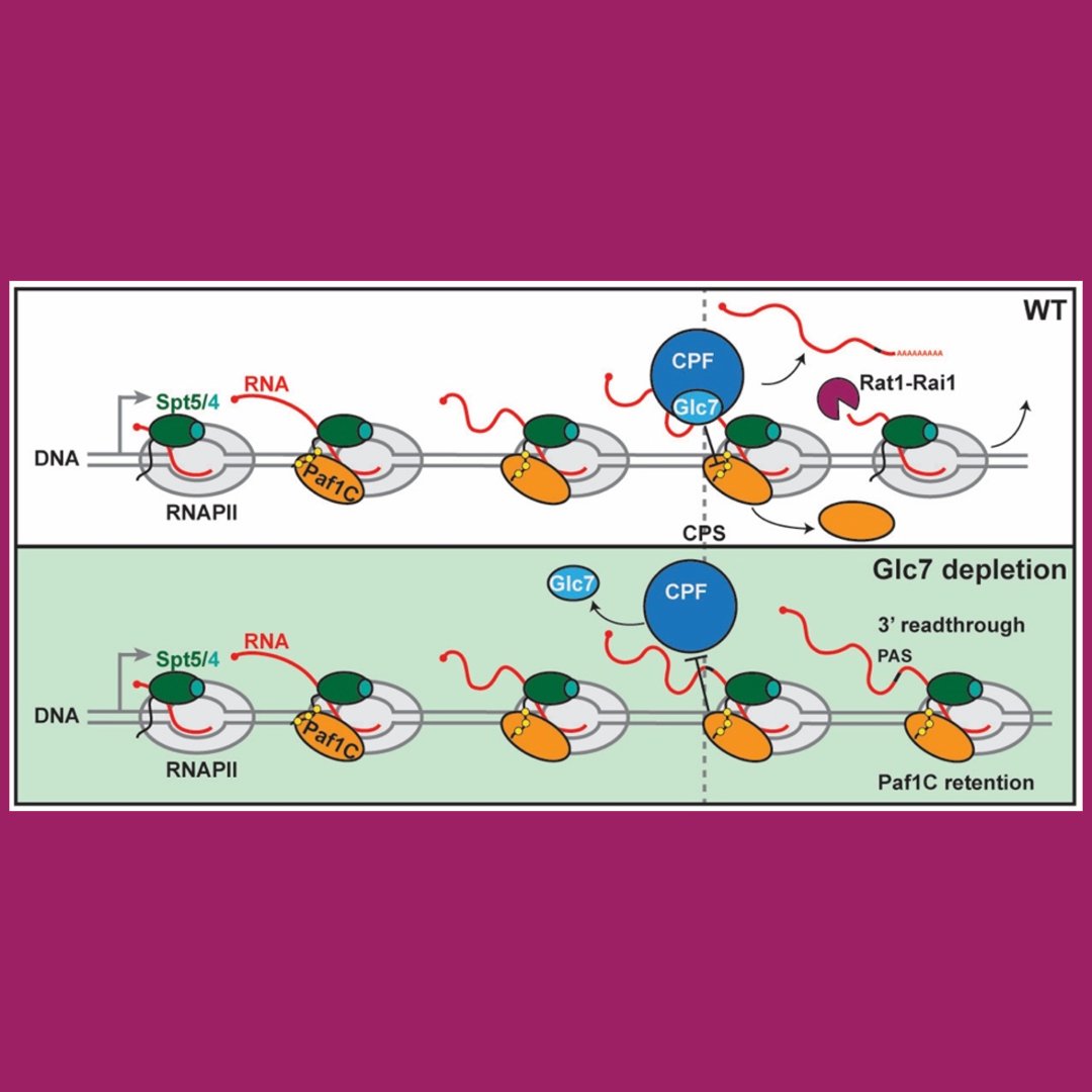 Genes & Development tweet media