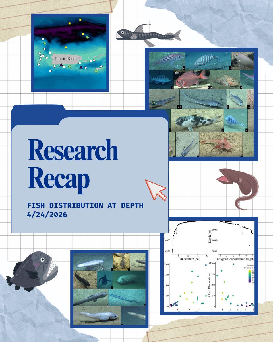 NOAAResearch's tweet photo. #ResearchRecap: How do the bodies & lifestyles of fish change the deeper you dive in the ocean? A new study analyzes footage from waters near Puerto Rico, helping scientists understand how fish at different depths interact w/ their environment.
Learn more: https://t.co/CBLLJaCG84 https://t.co/2m060PIHTw