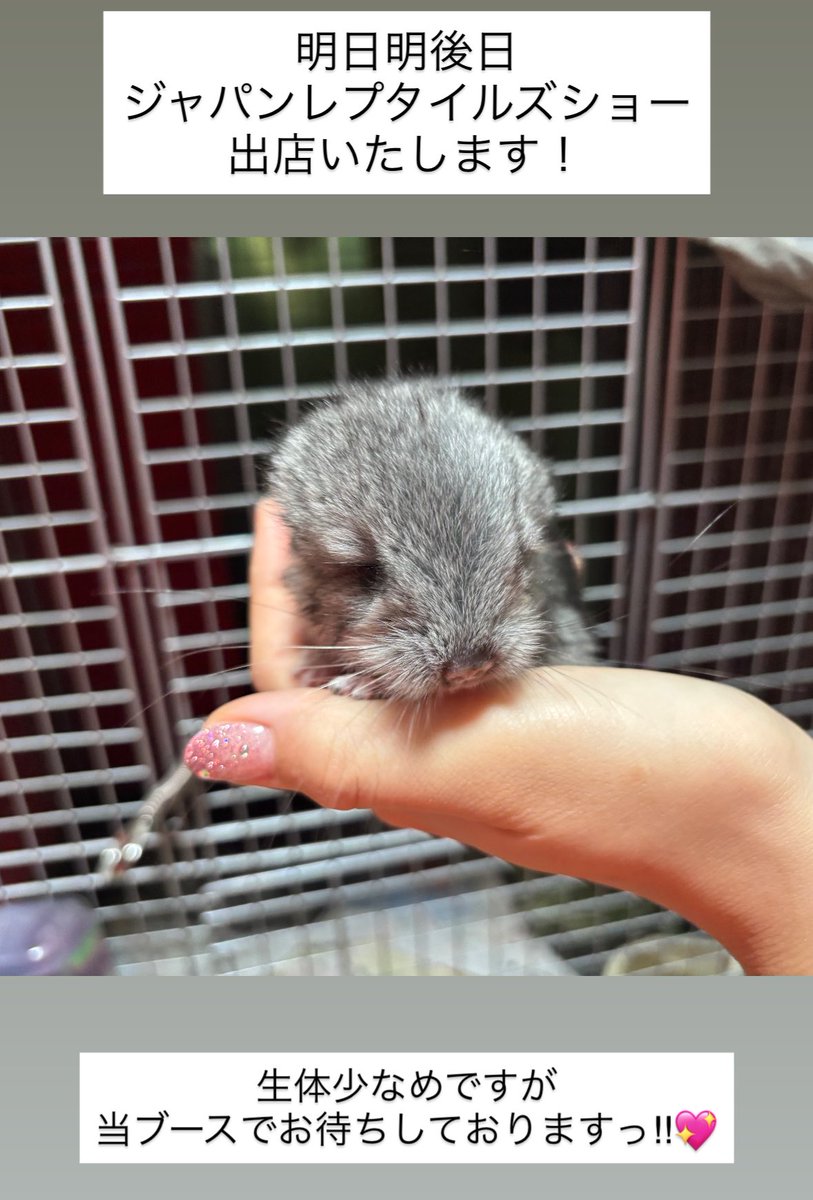 ペットショップLittletail（リトルテール） tweet media