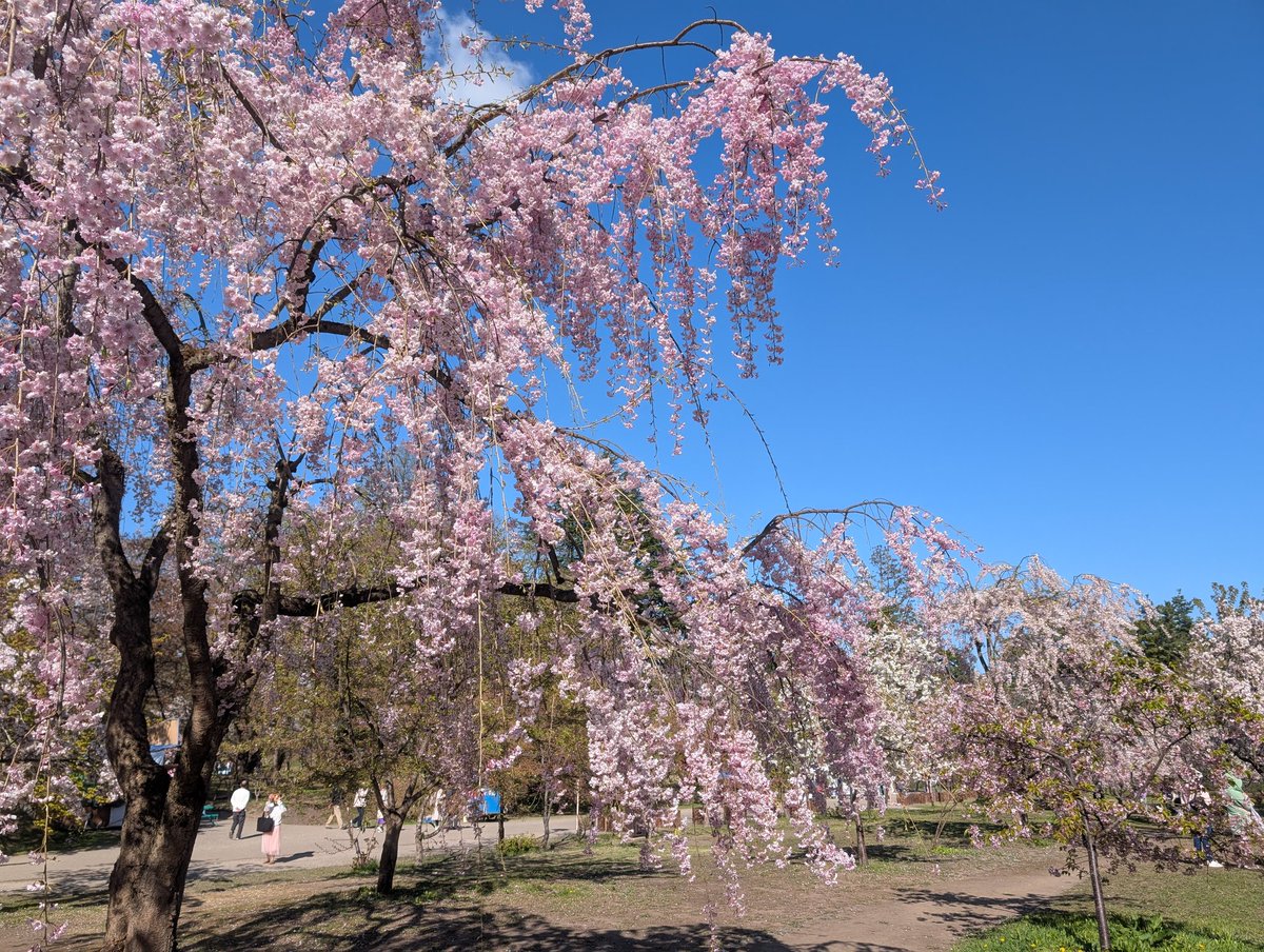 soymilkflake's tweet photo. 初の弘前城！！ソメイヨシノはほぼ散っていたけど、枝垂れ桜などは満開で花筏も見れた。 https://t.co/zIK0iOf9wL