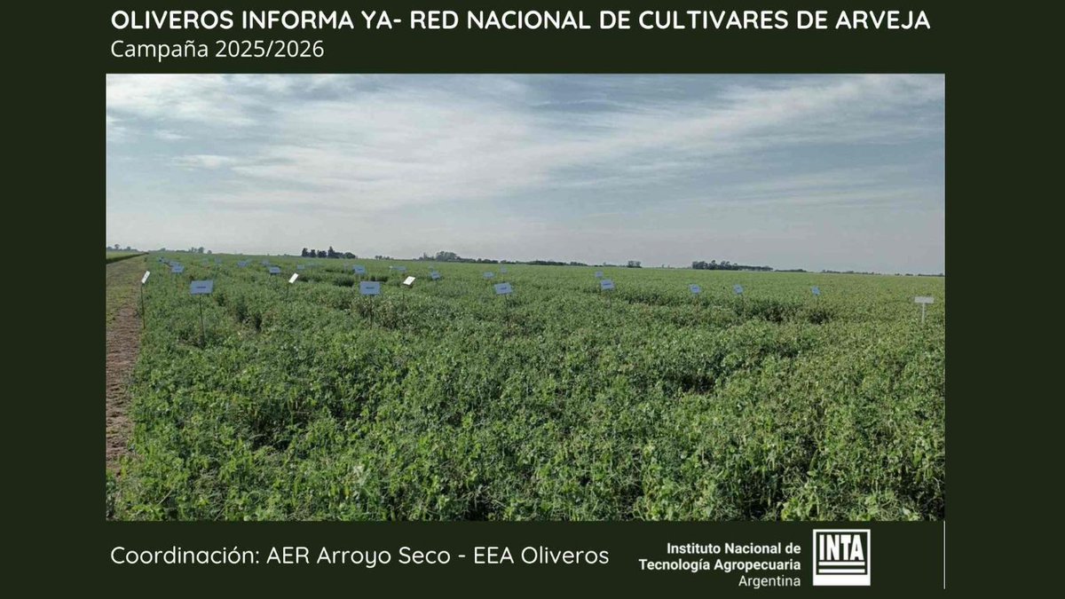 INTASANTAFE's tweet photo. 🔇 Oliveros Informa Ya
🫛 La Red Nacional de cultivares de arveja presenta los resultados de la campaña 2025/2026.
🫛 Disponible para lectura y descarga en:
👉 https://t.co/I7Ms6I8is3
▶️ Charla virtual a cargo de Gabriel Prieto https://t.co/EdrDbKtiiv
✍️prieto.gabriel@inta.gob.ar https://t.co/TPfVRnD8yY