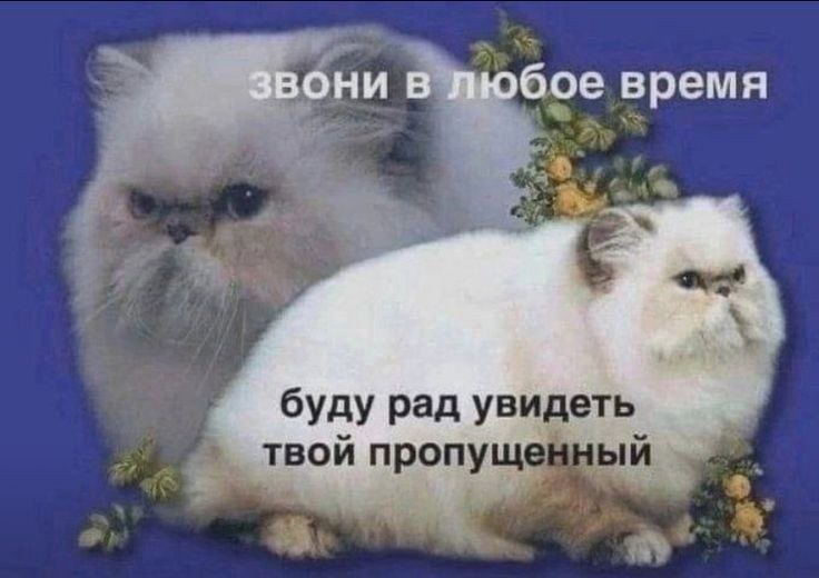 Vladislav Ryzhov tweet media