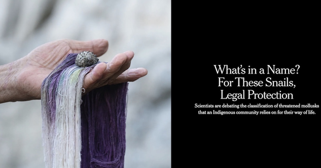 UChiCollegium's tweet photo. We were thrilled to see the research supported by our Biodiversity of Color project covered so thoroughly as the lead story in this week's Science section of the @nytimes, featuring reporting by Zoë Lescaze and photos by María José Zavala Balcázar:

https://t.co/LX65GD1Imx https://t.co/1j1r8Dok6y