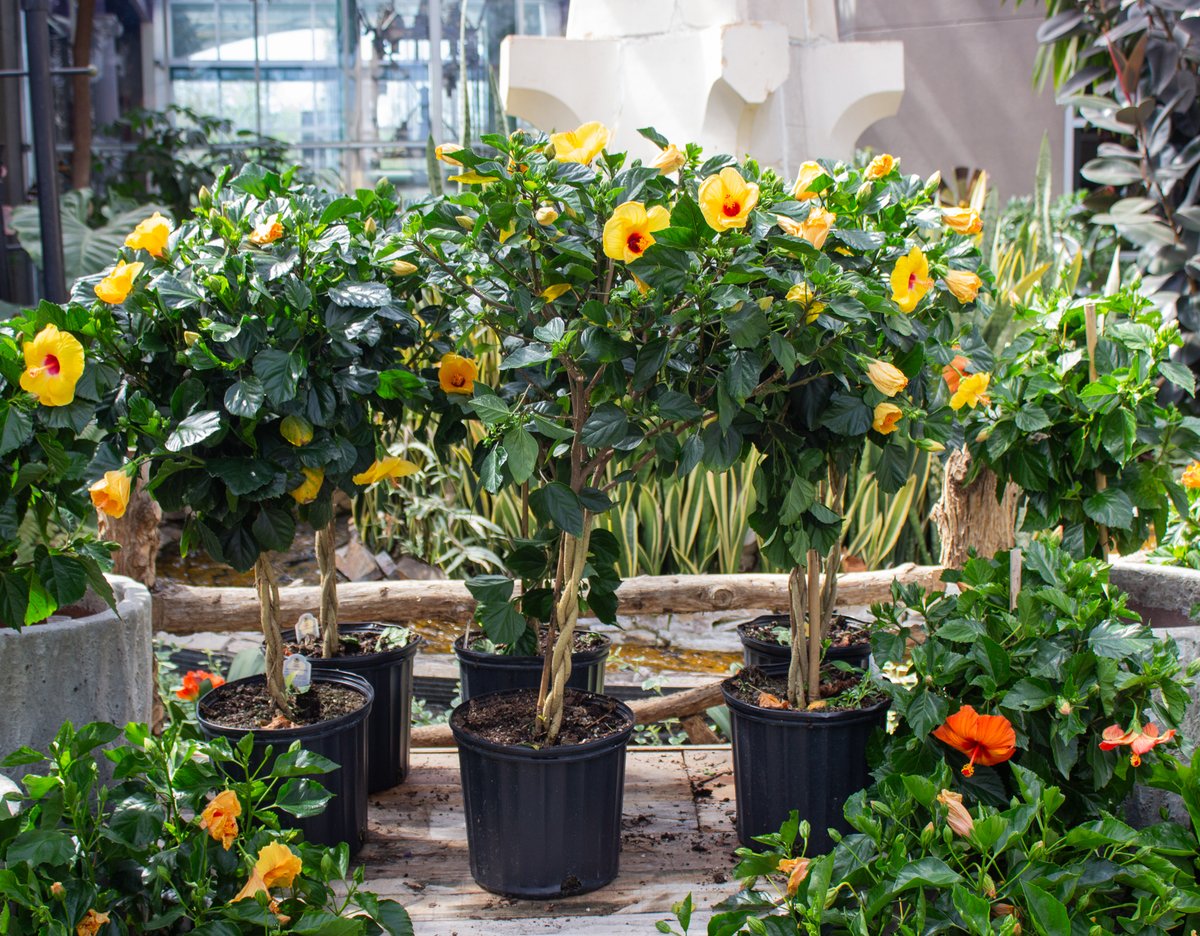 Lanoha Nurseries tweet media