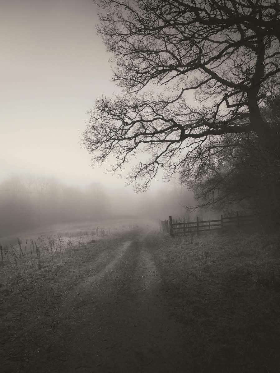 So often, the world is too loud, but this photo by @Craig_Barlow is a quiet refuge. It’s got that beautifully atmospheric, somber feel.
Look at how the intricate bare branches in the foreground seem to point you right down that misty path into the unknown. It’s not just a field;