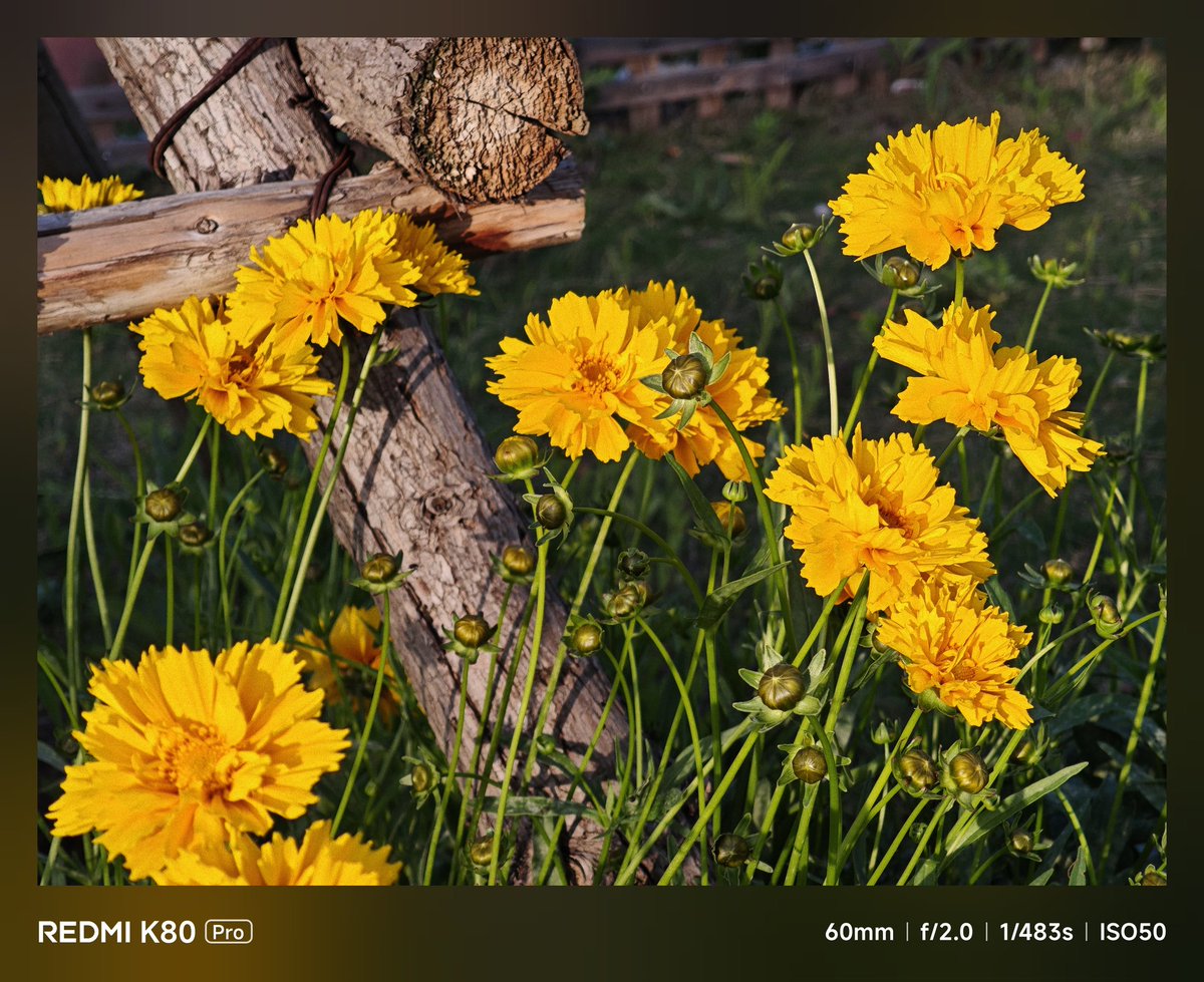 azureketwolf's tweet photo. 金鸡菊🌼🌼 https://t.co/YUbALNJSfw