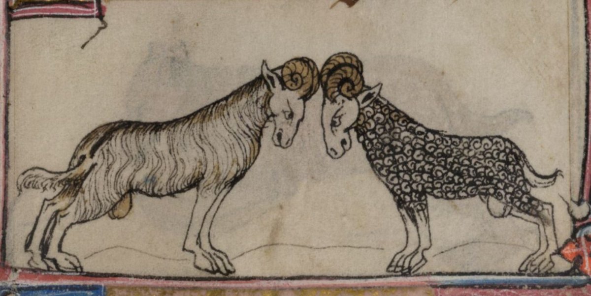 MedievalND's tweet photo. New from our research blog: "Aries Across the Ages: Bighorn Sheep, Medieval Rams, and Springtime Symbolism," by Emily McLemore, Ph.D.

Read more: https://t.co/MQiA2hAjtT https://t.co/OD308wyawO