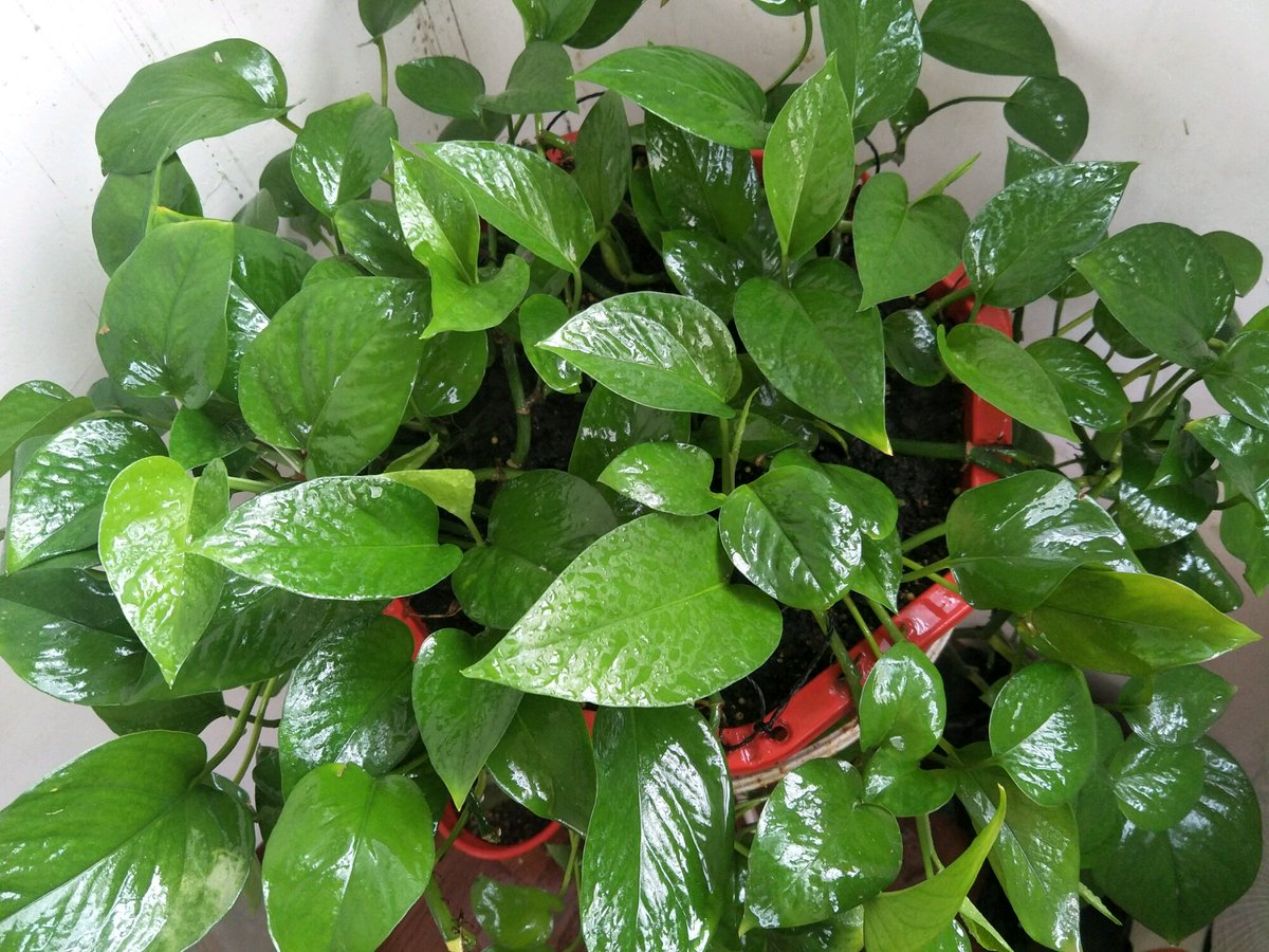 Michael Abildgaard tweet media