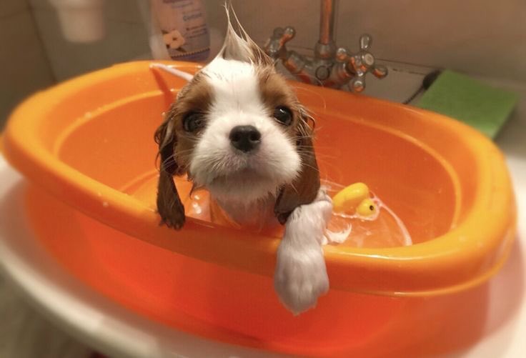 SiliGremlin tweet media