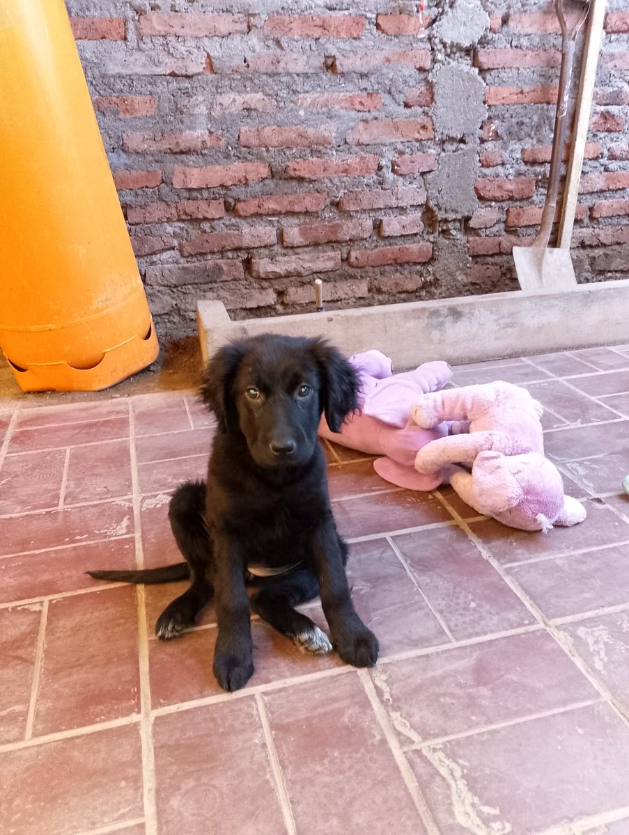 Solange Palacios 🐾💕 tweet media