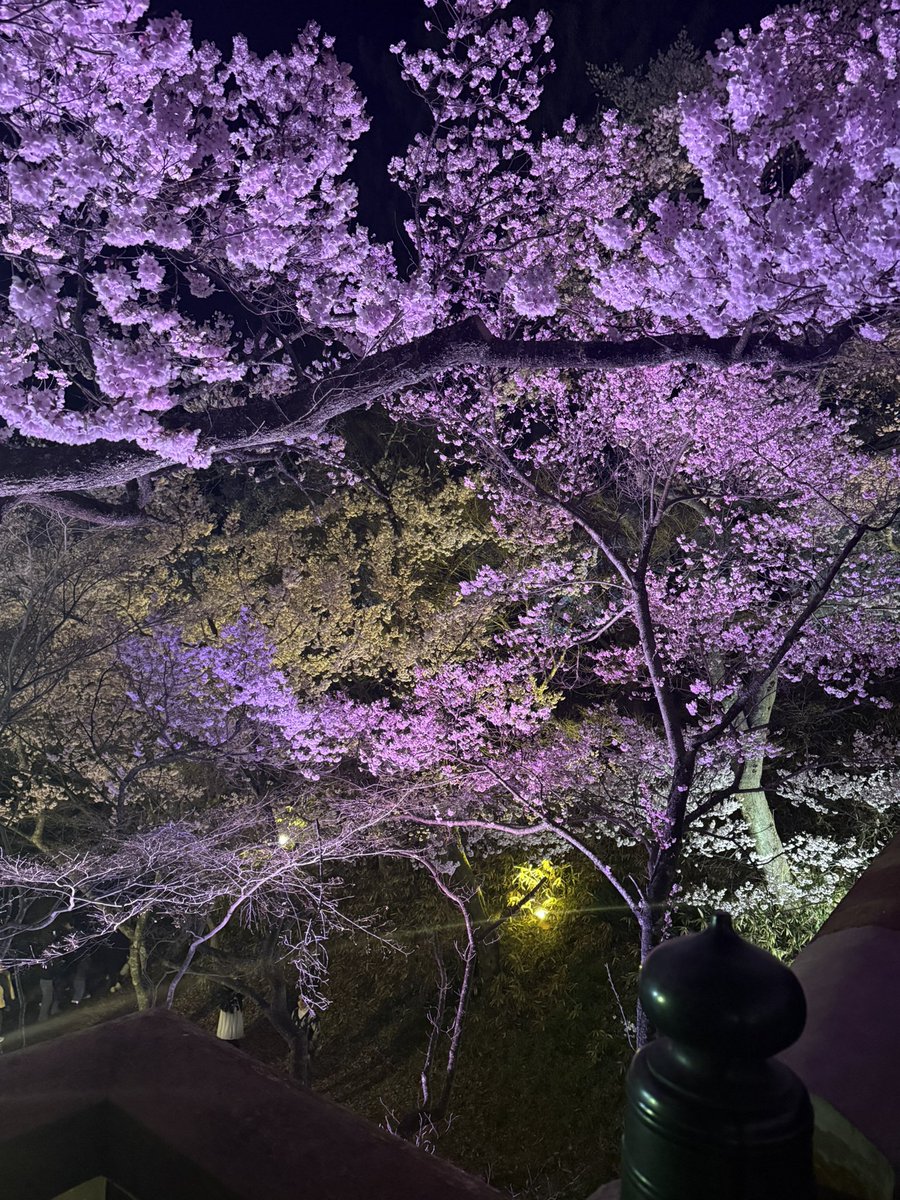 ______1__7_'s tweet photo. 今年も桜を見れたよ
仕事終わりに近くて行けるところ全部行った https://t.co/Nepl973unN