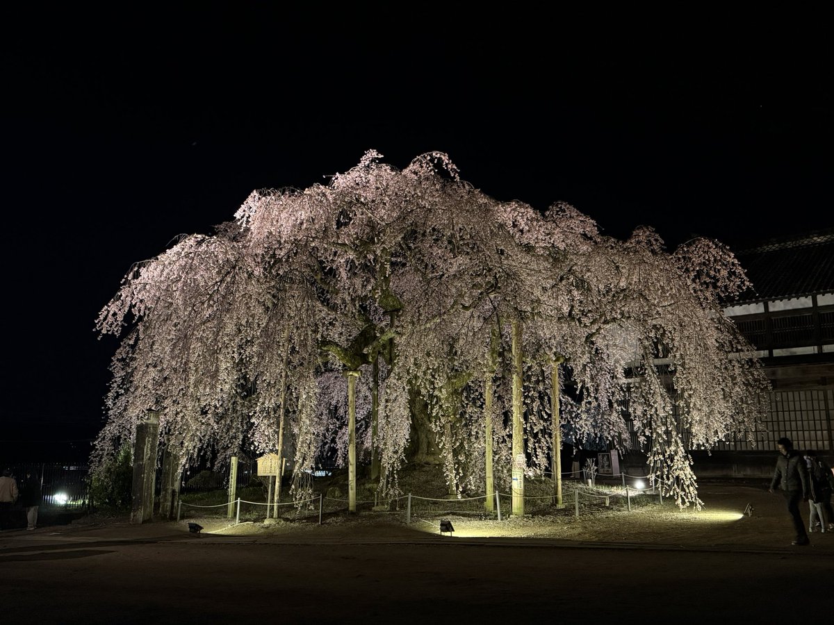 ______1__7_'s tweet photo. 今年も桜を見れたよ
仕事終わりに近くて行けるところ全部行った https://t.co/Nepl973unN