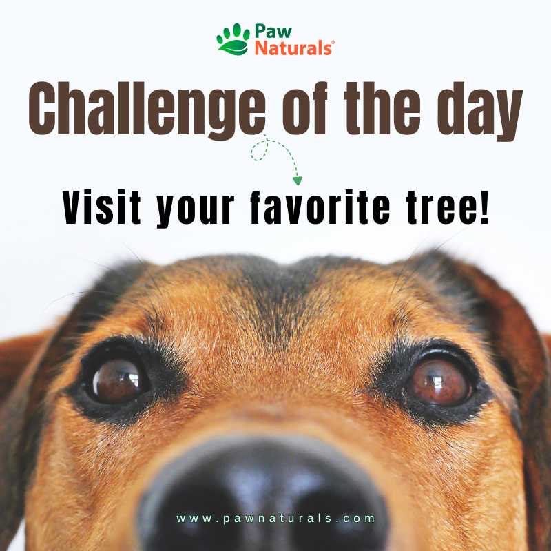 Paw_Naturals's tweet image. Mission = greet your fav tree with your fur-BB. It's both a health win &amp;amp; #enrichment activity! Leaf your couch behind🚶‍♀️🐕🐈 Safety tip: water breaks &amp;amp; a quick tick-check after every walk goes a long way😸 bit.ly/3exSmed
#ClimbingCat #Health #Pet #Challenge #BarkTherapy