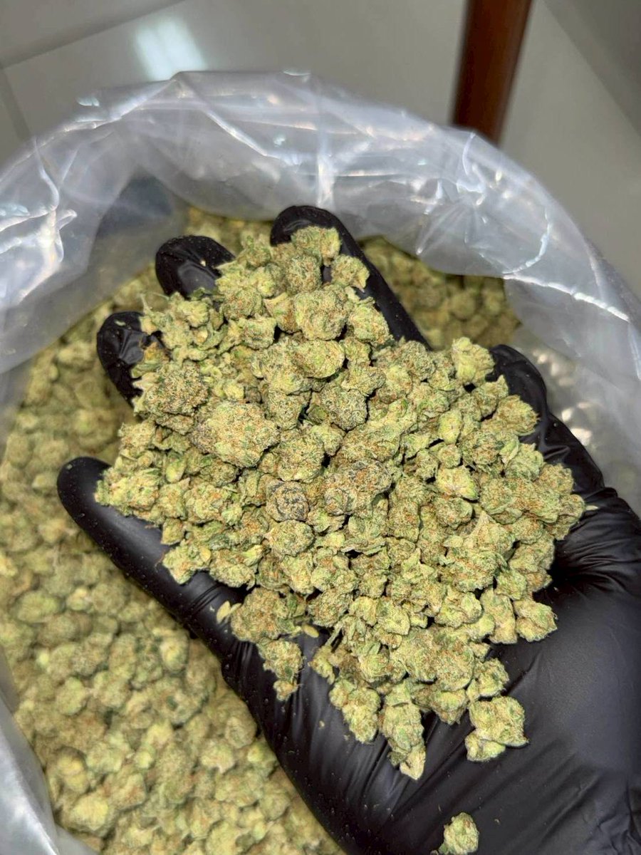 weweed_420's tweet image. King Bring indoor Pop mini 🍷🥤
THC 30% ( INDICA 50 / SATIVA 50 )
กลิ่น:  แก๊ส โซดา ผลไม้รวม 
Size Pop Mini เขียวสวย ไตรโคมใสๆ อร่อย โคตรเมา สินค้ามี

🛍️👉🏻 lin.ee/oT2WGiz

#bangkok #กัญชา #Pattaya #phuket #ภูเก็ต #chiangmai #kohsamui #weedthailand #bangkokweed