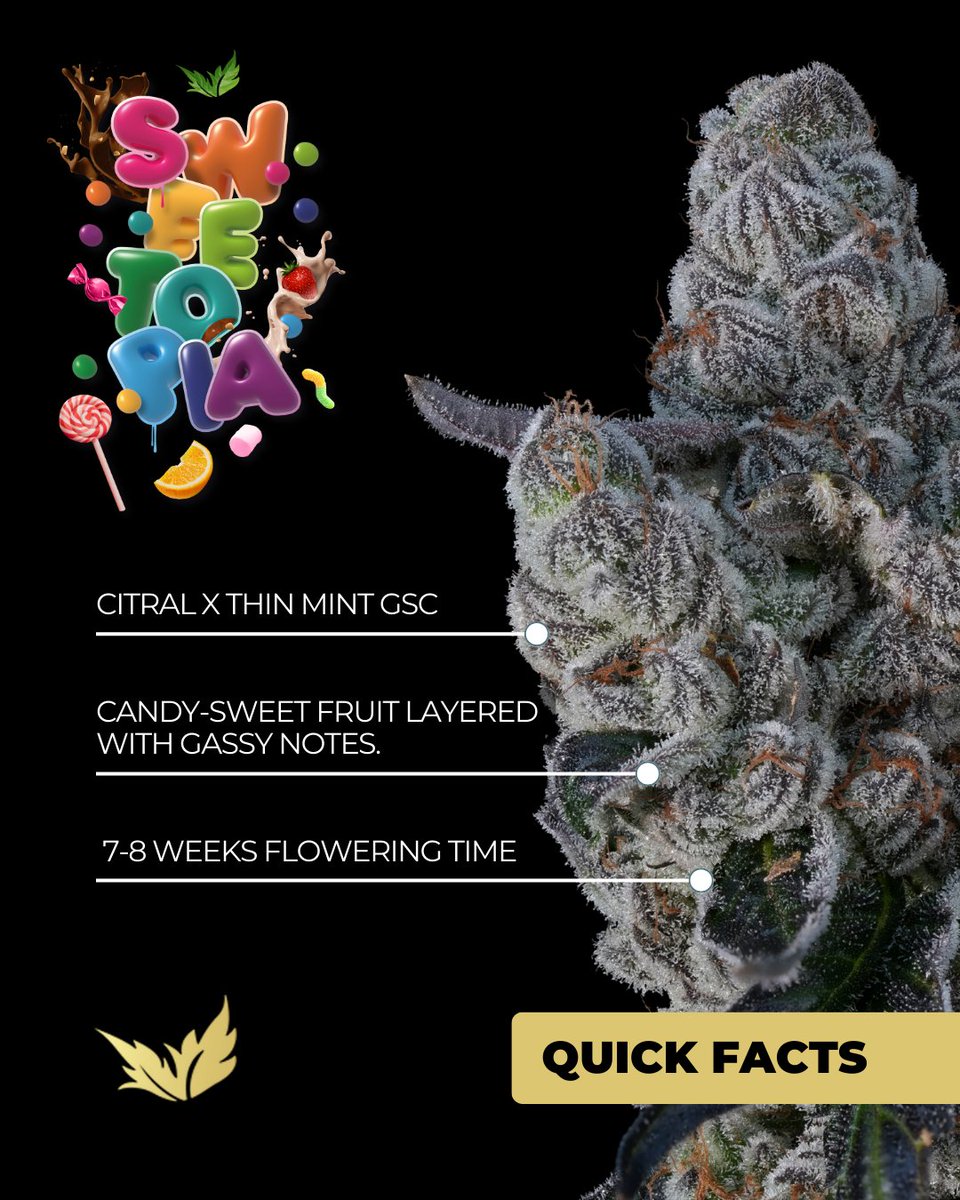 paradiseseeds's tweet photo. 𝗦𝘄𝗲𝗲𝘁𝗼𝗽𝗶𝗮 combines Citral freshness with Thin Mint depth, delivering unique phenotypes and top-tier results.
Swipe through to get the full picture 👉
#paradiseseeds #paradiseseedscommunity #Sweetopia https://t.co/ZrepYg2HBU