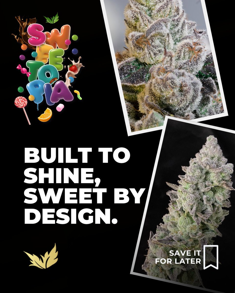 paradiseseeds's tweet photo. 𝗦𝘄𝗲𝗲𝘁𝗼𝗽𝗶𝗮 combines Citral freshness with Thin Mint depth, delivering unique phenotypes and top-tier results.
Swipe through to get the full picture 👉
#paradiseseeds #paradiseseedscommunity #Sweetopia https://t.co/ZrepYg2HBU