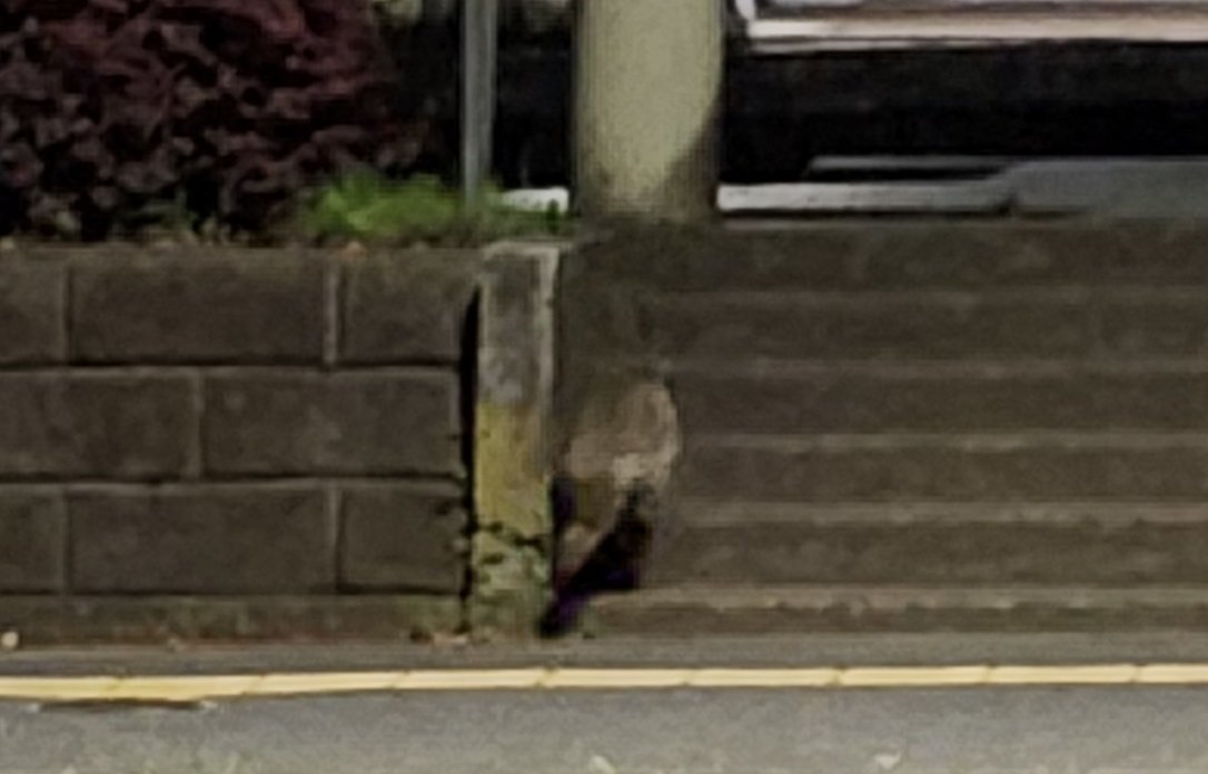 タヌキ出現！

夜、歩道にモフモフのネコがいるなと思ってよーく見たら、
タヌキさん？

写真取らなきゃと思ってゴソゴソしてたら走って逃げようとしたので後ろ姿をなんとか撮影。

田舎とはいえ緑も多くはない駅前。ちゃんと暮らせてるのかな？

頑張って生きてほしいな。