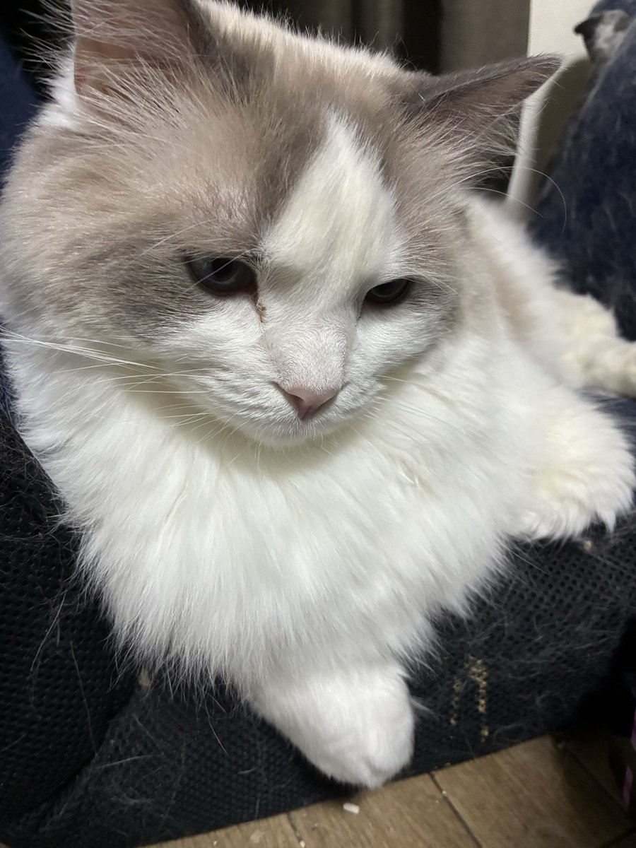 幸せReo tweet media