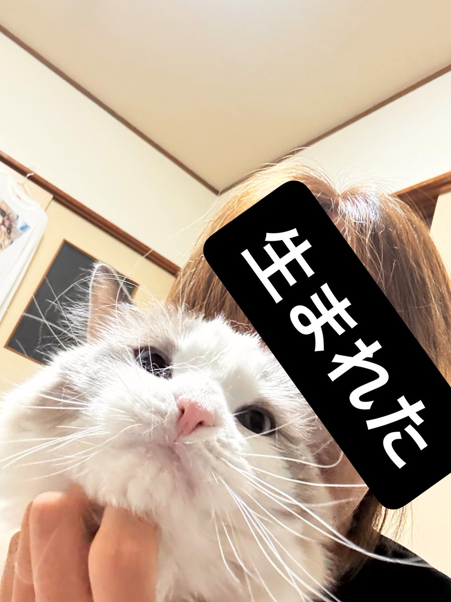 幸せReo tweet media