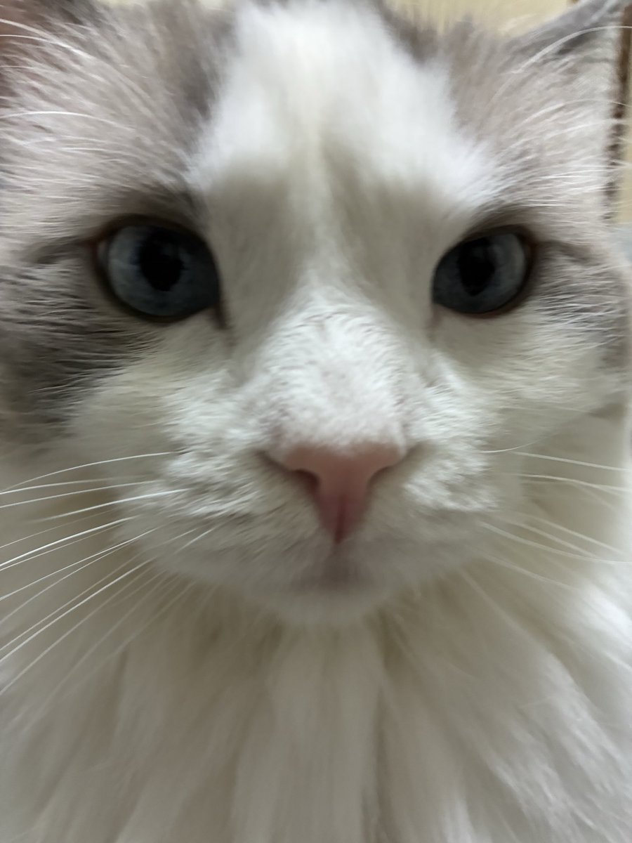 幸せReo tweet media