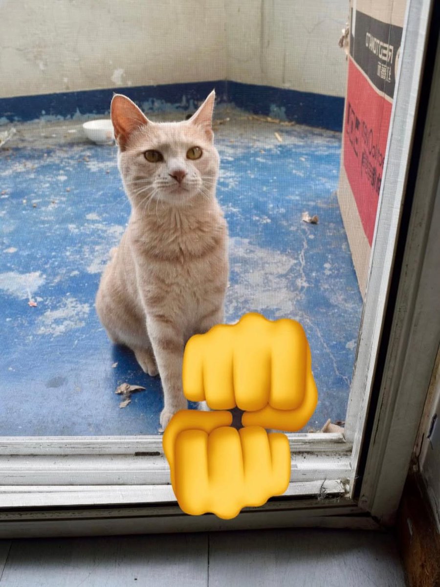 smol silly cat tweet media