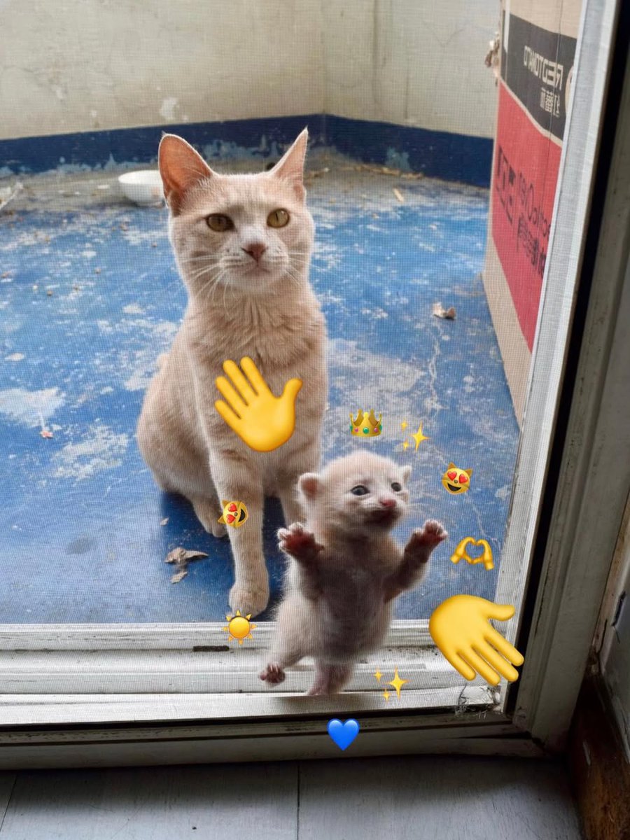 smol silly cat tweet media