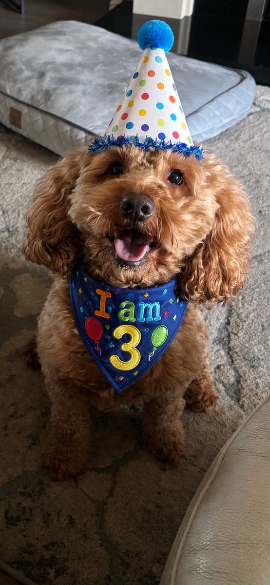 Albert the westie tweet media