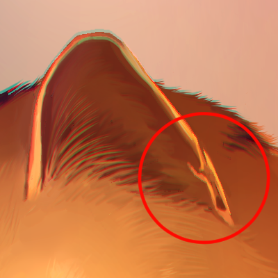 士八@すぴりっと🍎 tweet media