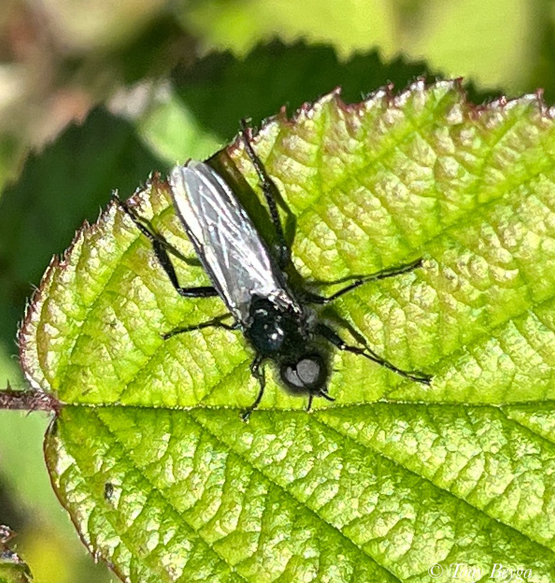 TheCPVG's tweet photo. If you’ve swallowed a black fly  while out walking in the park today it was probably one of these 👇 a St Mark’s fly 
Good news: they don’t bite 
They’re named after St Mark’s Day (25th April), when they make their annual, slightly chaotic appearance, #StMarksFly #HawthornFly https://t.co/xuF52VOErR