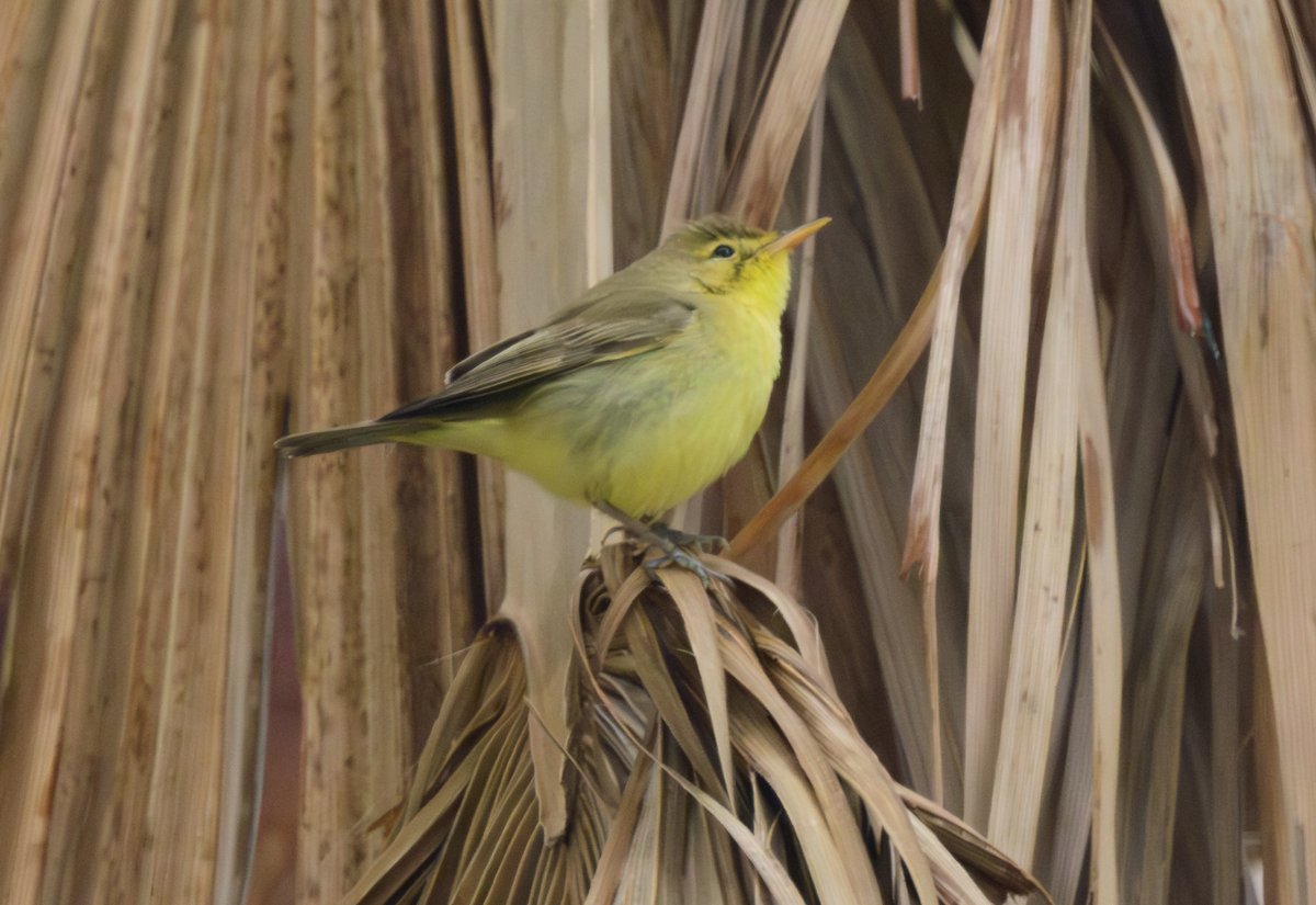 dparody's tweet image. Long shot of a Melodious Warbler #birding