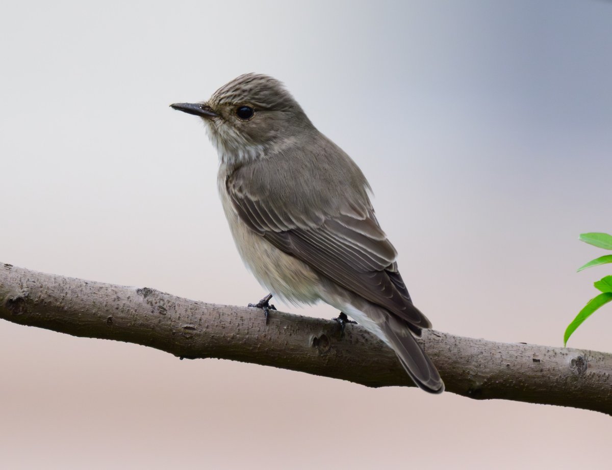dparody's tweet image. First sighting for me of a Spotted Flycatcher #birding