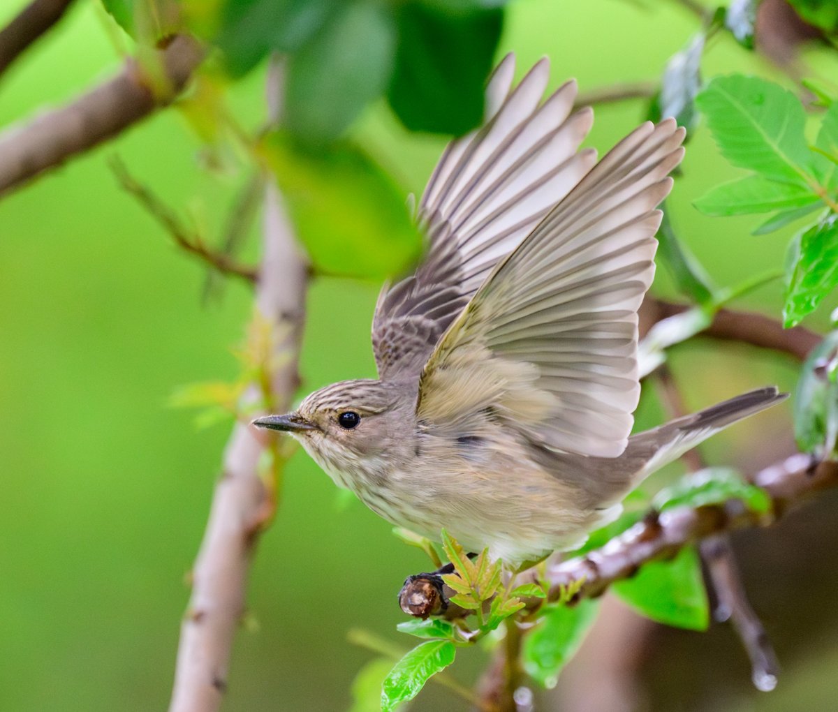 dparody's tweet image. First sighting for me of a Spotted Flycatcher #birding