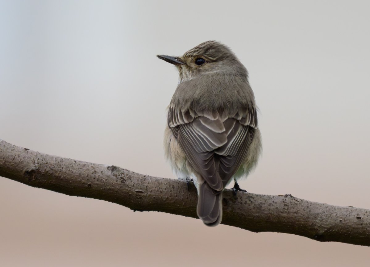 dparody's tweet image. First sighting for me of a Spotted Flycatcher #birding